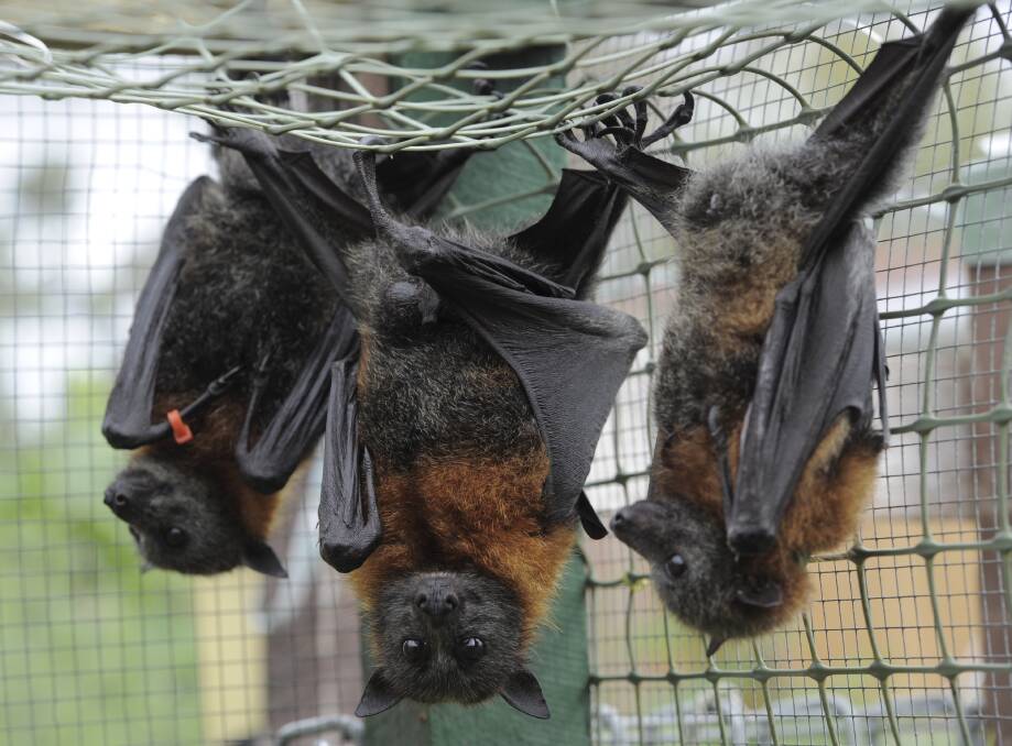 NOISY NEIGHBOURS: Grey-headed flying foxes, like those that have colonised a parcel of Lake Macquarie council-owned bushland in Blackalls Park. Picture: Graham Tidy