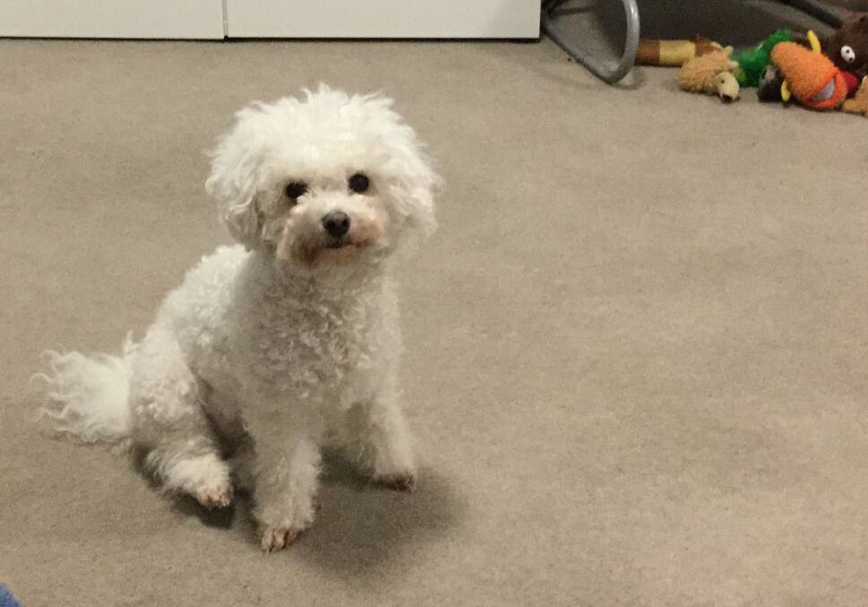 SORELY MISSED: The owners of Annie, a five-year-old bichon frise, say she died last Wednesday after being left at a boarding kennel in Cooranbong. Picture: supplied
