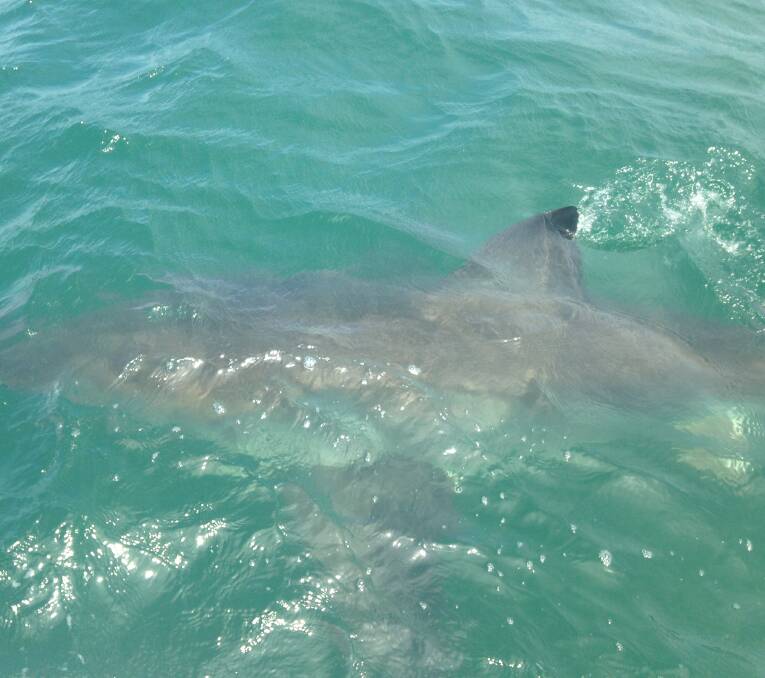 A CURIOUS EYE: Dean Grant says the shark approached his boat a number of times over more than half an hour.