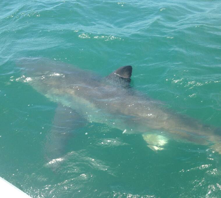 CLOSE ENCOUNTER: A white shark close to the side of Dean Grant's boat. Pictures: Dean Grant.