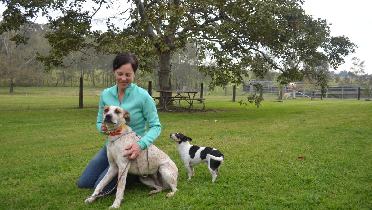 RESPONSIBLE: Bernadette Carr knew all was not well when Podge, the red cattle dog, and Knackers, the miniature fox terrier were barking one morning. Her quick actions might have saved the cornered koala. Picture: Sam Norris