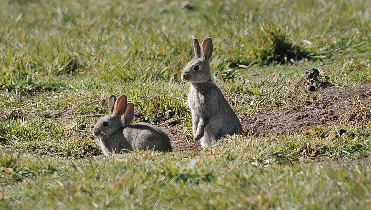 PEST RABBITS: The new strain of calicivirus was released nationally, including at several locations across Lake Macquarie and the Central Coast. Picture: Andrew Sheargold