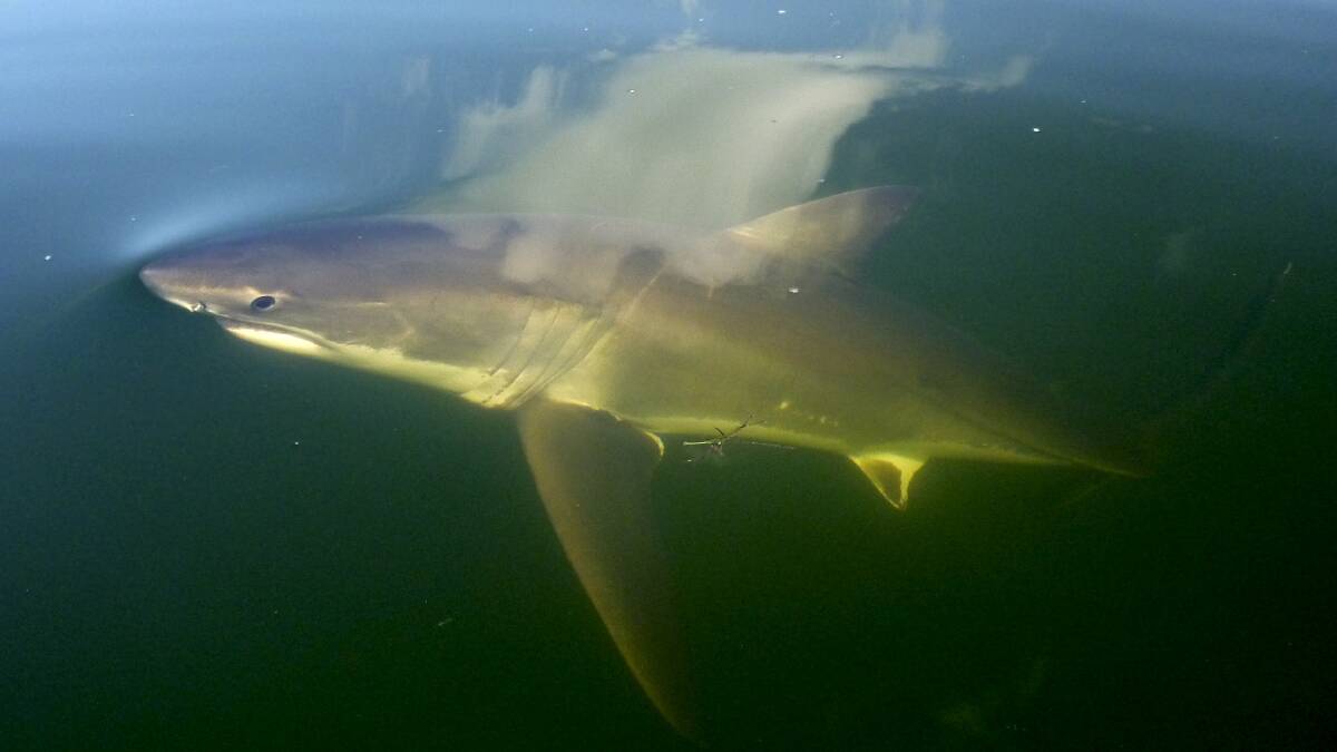 ENCOUNTER: This great white shark approached a 6-foot tinny occupied by a man and his grandson on Lake Macquarie, at Belmont, in 2013. Picture: Supplied