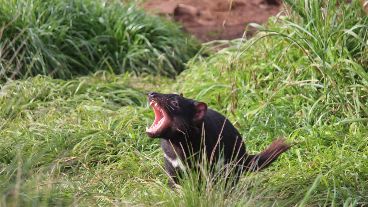 BIRTHDAY BOY: Sporty is one of 154 Tasmanian devils bred as part of the Devil Ark program in the Barrington Tops. Picture: Devil Ark