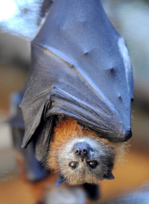 CONTROL: A fruit bat.