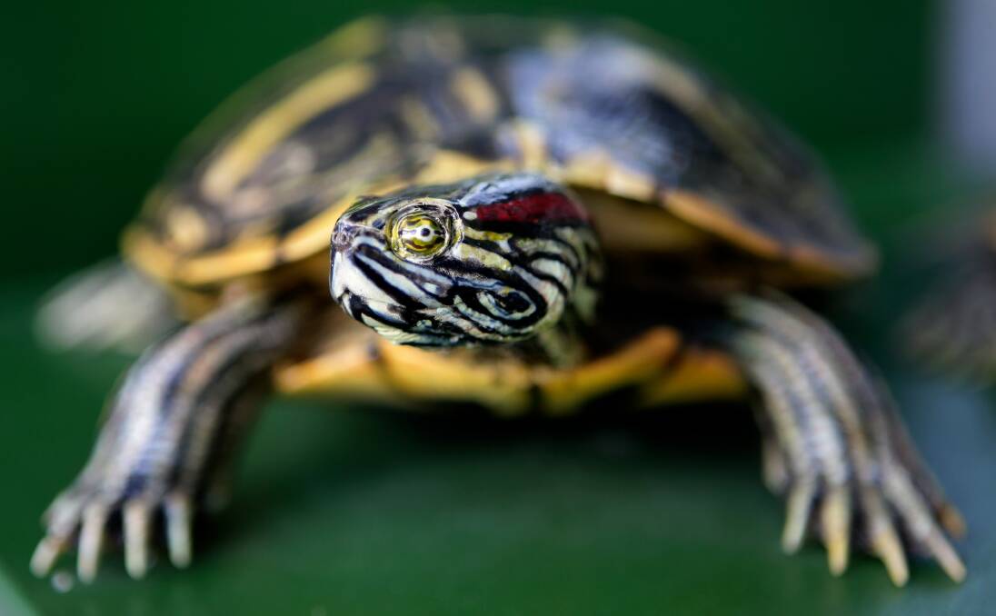 NOT NATIVE: Red-eared slider turtles are easily identified by the distinctive red marking on the side of their heads. Another specimen has been captured on the Central Coast, and authorities are concerned. Picture: Supplied.