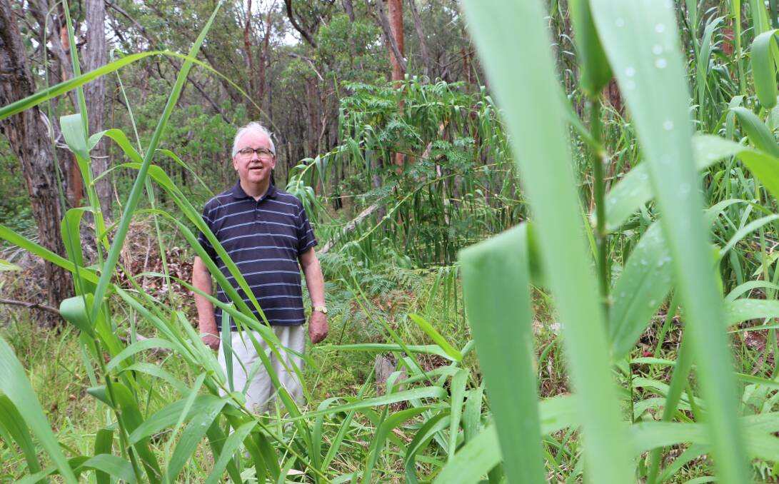 BREAKTHROUGH: Joe Henchy strolls through the undergrowth of the Buttaba Hills South Estate where, for 34 years, he has owned a block of land that he has not been permitted to build on. That could soon change. Picture: David Stewart