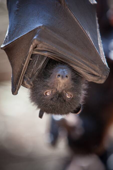 PROBLEM: Flying fox. Picture: Paul Harris.