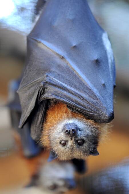 HANGING AROUND: Flying foxes are an ongoing problem for residents at Blackalls Park, and little can be done to help them in the short term. Picture: Supplied