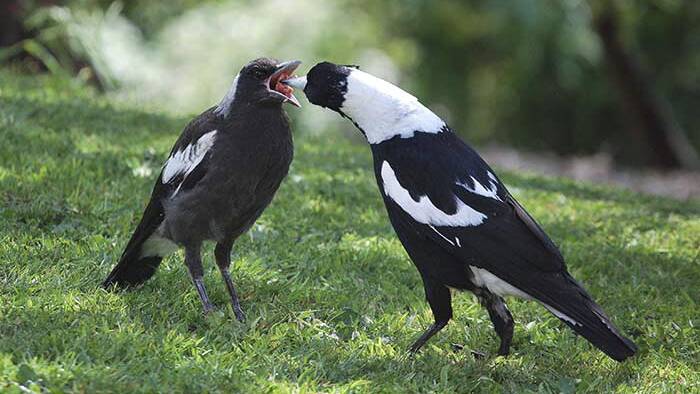 TARGETED: Magpies. Picture: Fairfax Media