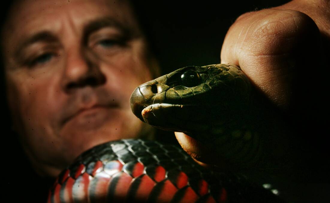 ON THE MOVE: Lake Macquarie snake handler Peter Bryant, of Reptile Rescue, with a red-bellied black snake. Picture: Peter Stoop