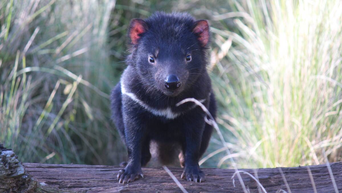 BOISTEROUS: Sporty is part of the 'insurance population' of Tasmanian devils being bred on the mainland. Picture: Devil Ark