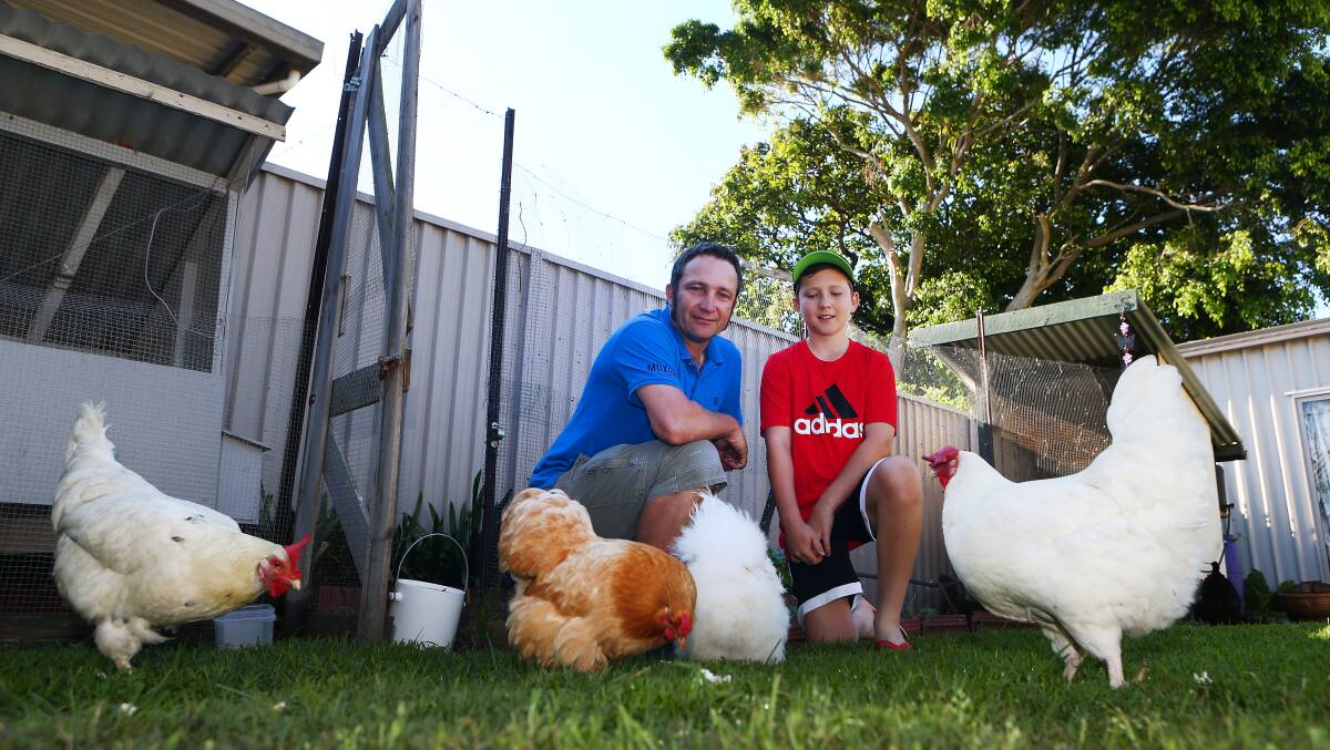 CHEEP EARNER: Find out what's involved in setting up a free range egg business. Picture: Daniel Munoz