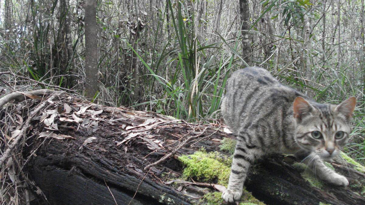 Cat hunter in firing line after sharing kill online