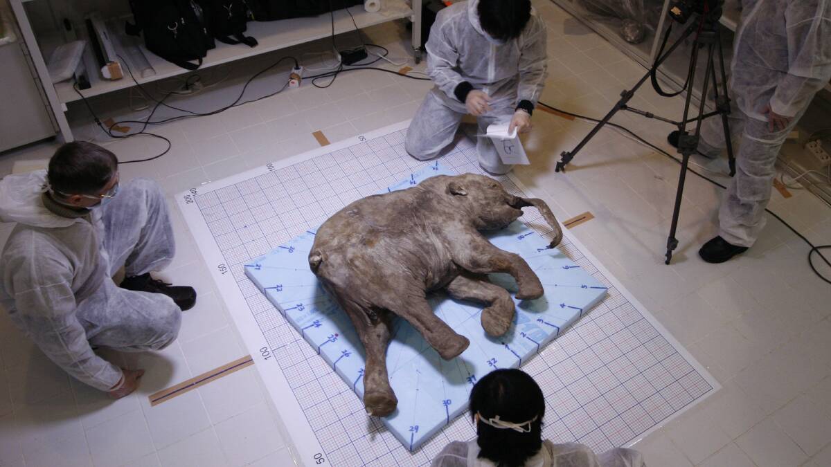Lyuba's body being prepared for exhibition at the Australian Museum. 