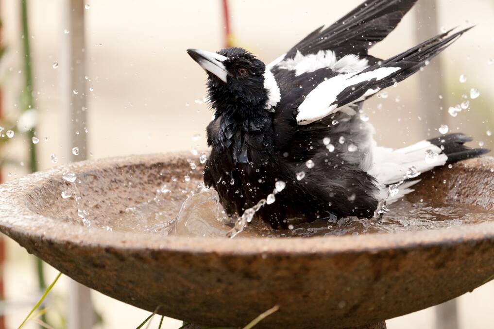 POOL PARTY: Adding a bird bath and clean water is sure to attract some welcome locals to your yard. Picture: Hannah O'Neill