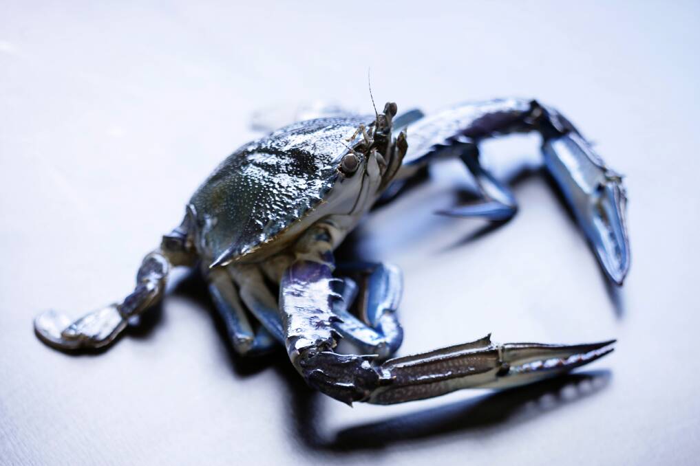 HANDS OFF: There are plenty of blue swimmer crabs to go around in Lake Macquarie, for those willing to catch them legally. Picture: Marina Oliphant