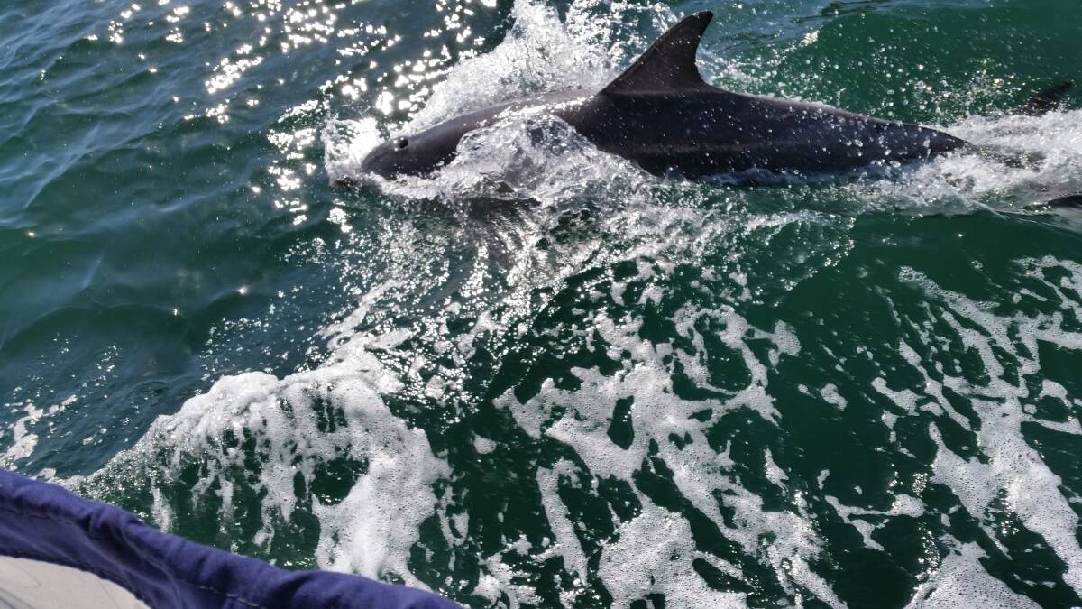 FISHING: Dolphins appear to be bumping the rudders of moored boats in Lake Macquarie to chase fish out into the open. Picture: Leanne Smith