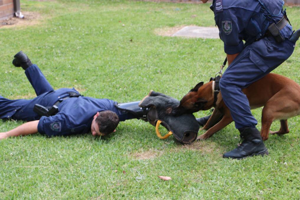 TAKE DOWN: Senior Constable Alex Seivl is claimed by Bob, the police dog, during the recent CAPP pilot at Lake Macquarie police headquarters. Picture: David Stewart
