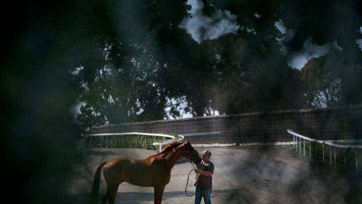 Calm before the storm: Trainer Paul Beshara with Happy Trails.  Photo: Jason South