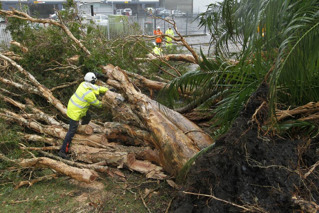 FELLED: Crews work to remove a tree thrown across King Street, Newcastle. Picture: Max Mason-Hubers