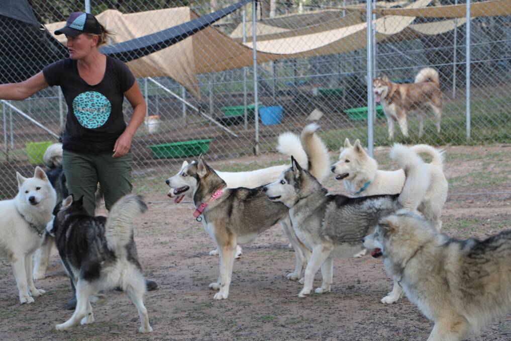 ENERGETIC: Janelle Wyatt with some of the rescued dogs at her Mandalong kennel. Pictures: Jamieson Murphy