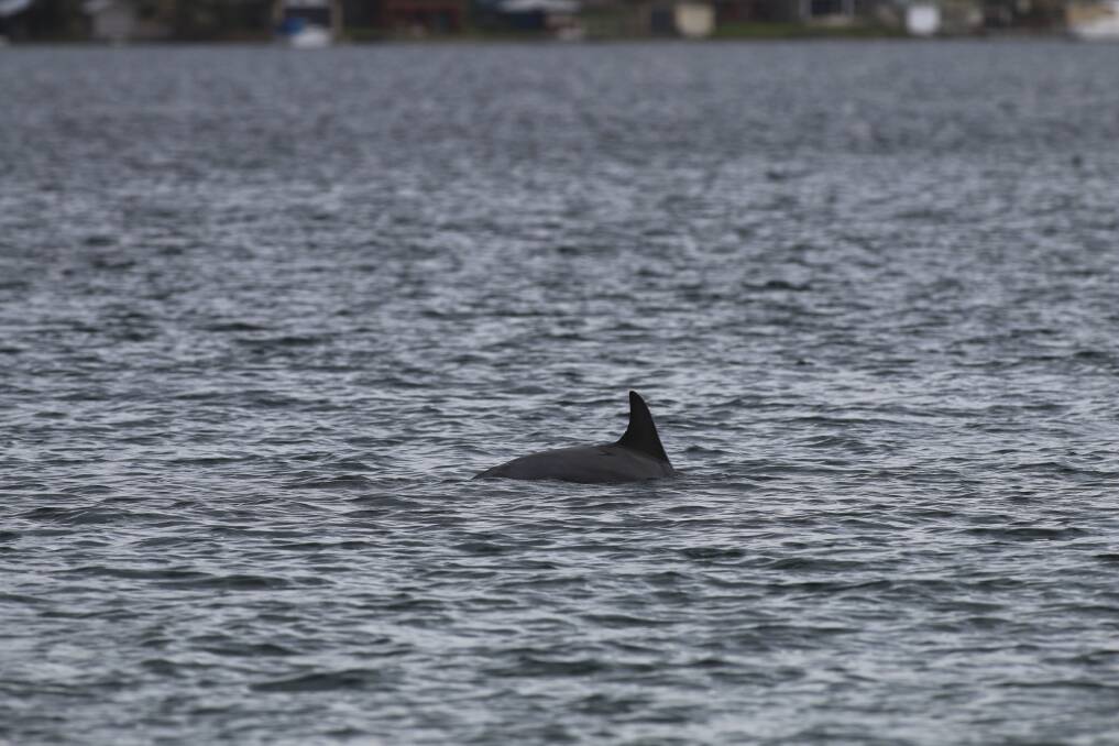 PLAYFUL: The pair of dolphins followed a boat to Fishing Point last Friday and have hung around it ever since. Picture: Jamieson Murphy