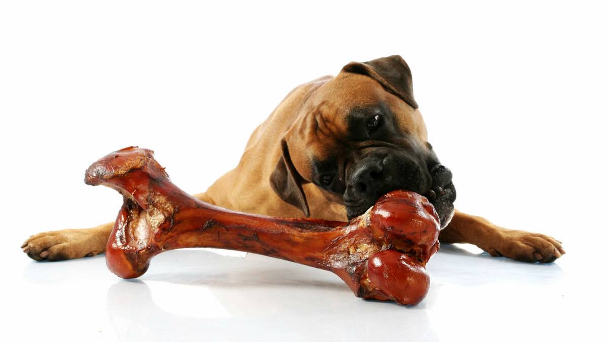 DOG BREATH: Natural treats, such as beef ears or veal bones help with a dog's dental health.