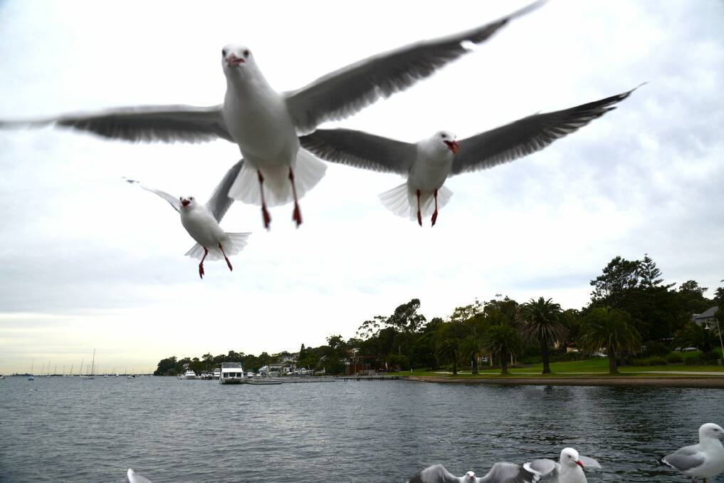 ACTION: Seagulls in Flight. Picture: Hannah