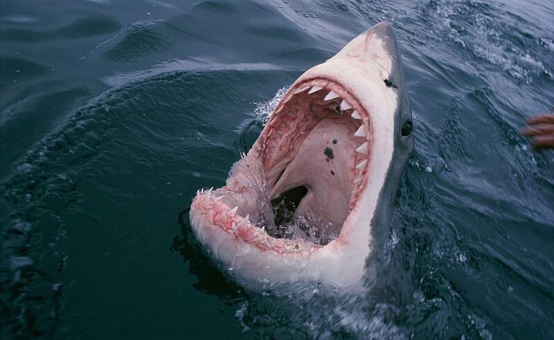 OPEN WIDE: A great white shark in South Africa. Picture: David Doubilet