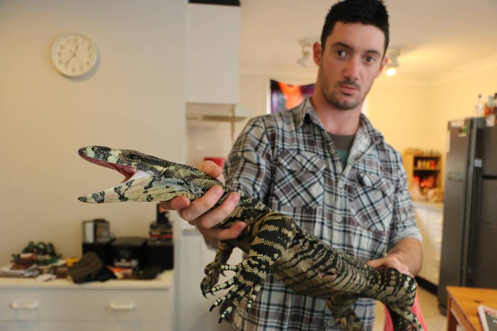 RECOVERING: Wildlife ARC carer Dave Cooney with the goanna which was one of three animals shot with arrows at Wyee Point last week. Picture: David Stewart