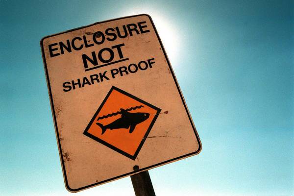 No shark nets needed in Lake Macquarie