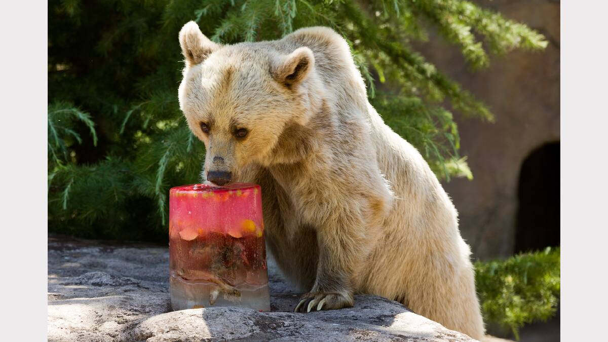 Honey, a 13-year-old female brown Syrian bear, enjoys an ice-block consisting of meat, fish, fruit, vegetables and strawberry topping at Melbourne Zoo, Parkville. Picture: Paul Jeffers 