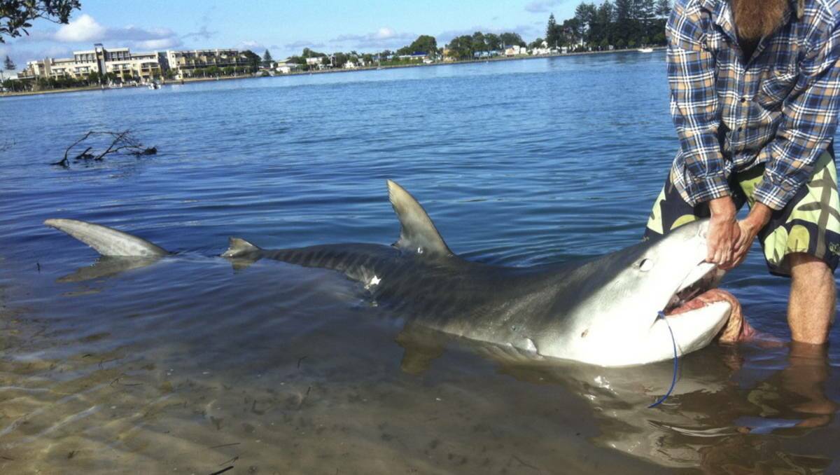 OUT THERE: The writer has never seen so many bull sharks in Lake Macquarie as there are now.