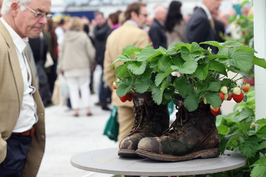 Strawberries are grown in a pair of old boots on the Ken Muir stand in The Great Pavilion at the RHS Chelsea Flower Show on May 21, 2013 in London, England. Photo by Oli Scarff/Getty Images