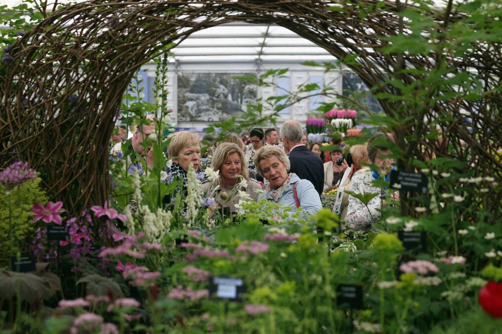 Visitors admire the flora on the Hardy Plant Society stand in The Great Pavilion at the RHS Chelsea Flower Show on May 21, 2013 in London, England. Photo by Oli Scarff/Getty Images