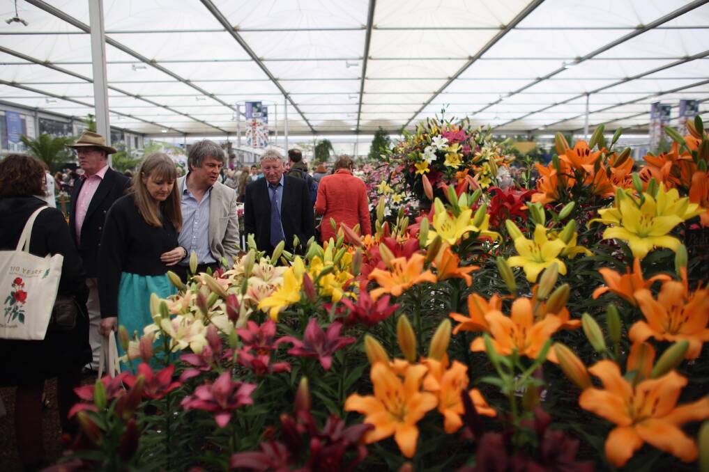 Visitors admire lilium on display in The Great Pavilion at the RHS Chelsea Flower Show on May 21, 2013 in London, England. Photo by Oli Scarff/Getty Images