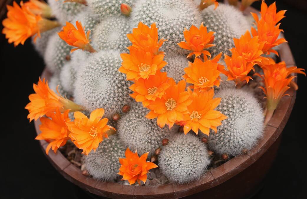 A Rebutia Muscula cactus on display on the 'Southfield Nursery' stand at the RHS Chelsea Flower Show on May 21, 2013 in London, England. Photo by Oli Scarff/Getty Images