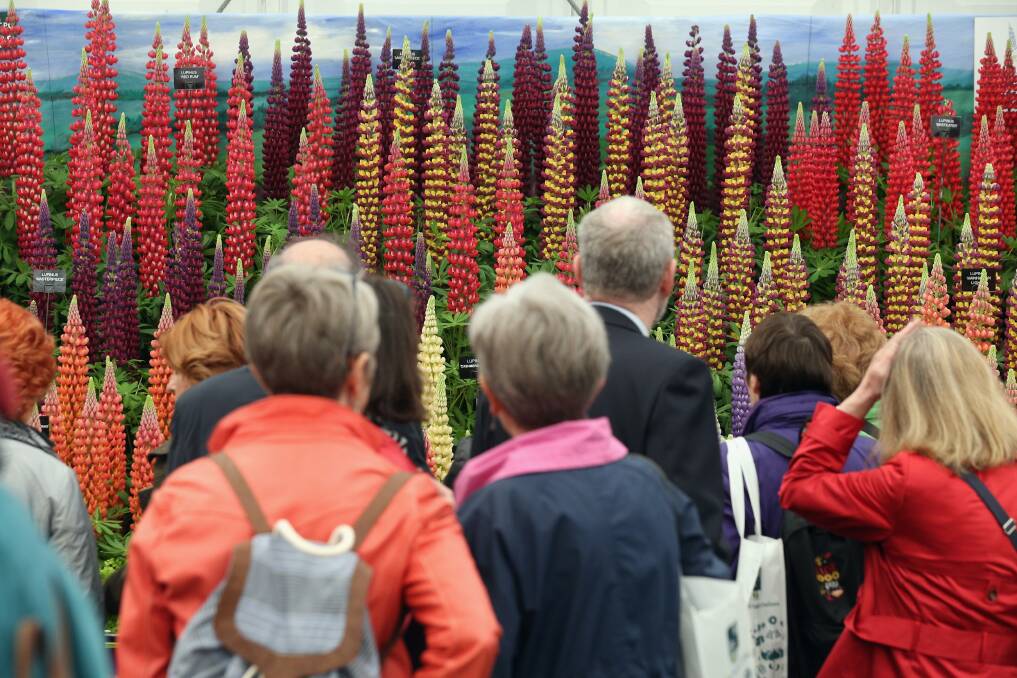 Visitors admire the plants on display in The Great Pavilion at the RHS Chelsea Flower Show on May 21, 2013 in London, England. Photo by Oli Scarff/Getty Images