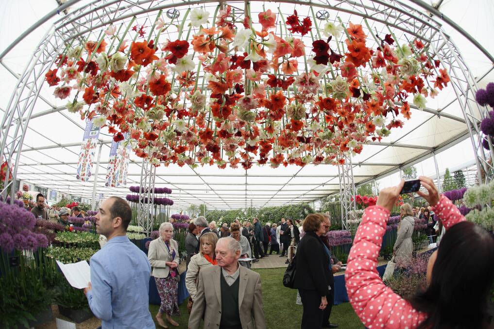 Visitors admire the azaleas on display in The Great Pavilion at the RHS Chelsea Flower Show on May 21, 2013 in London, England. Photo by Oli Scarff/Getty Images