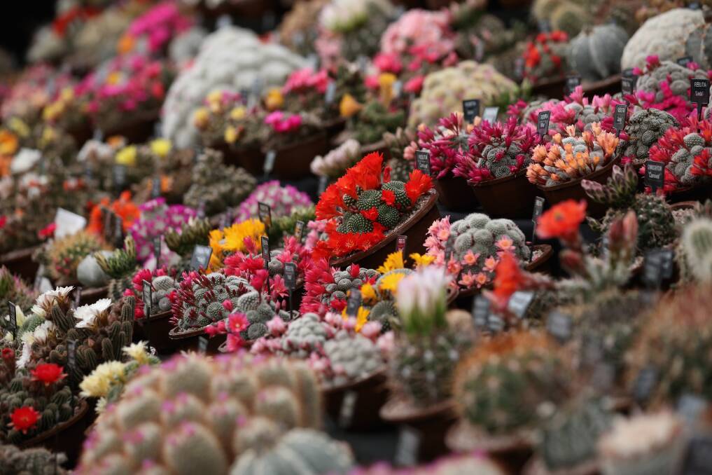 Cacti are displayed on the 'Southfield Nursery' stand at the RHS Chelsea Flower Show on May 21, 2013 in London, England. Photo by Oli Scarff/Getty Images