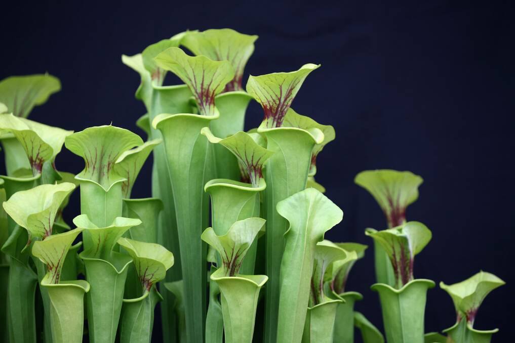 Pitcher plants are displayed on the Hewitt-Cooper Carnivorous Plants stand in The Great Pavilion at the RHS Chelsea Flower Show on May 21, 2013 in London, England. Photo by Oli Scarff/Getty Images