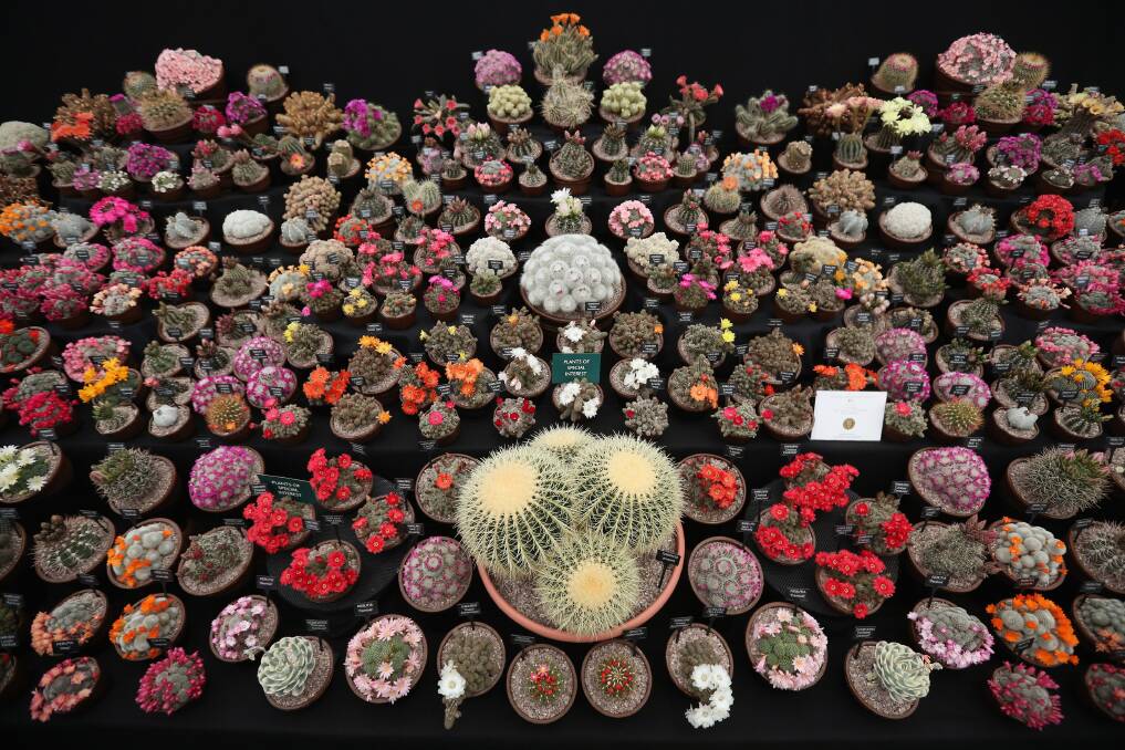 Cacti are displayed on the 'Southfield Nursery' stand at the RHS Chelsea Flower Show on May 21, 2013 in London, England. Photo by Oli Scarff/Getty Images