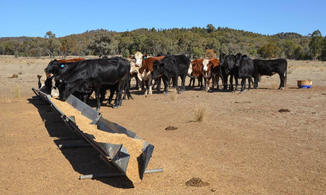 Finding grain-based ration for all types of livestock is becoming critical.