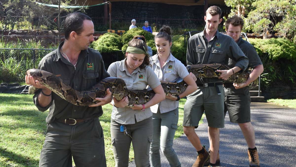 HUGE: Enormous reticulated python Monster received her first weigh and measure in April. Picture: The Australian Reptile Park