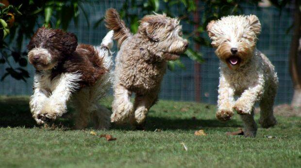 A dog, believed to be a labradoodle like these ones pictured, was shot in the head. 