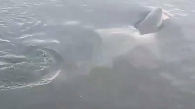 Bull shark in the Swansea Channel. Picture: Daniel Poka video