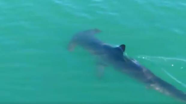 SHARK: A screen shot from the video, which clearly shows the hammerhead shark.