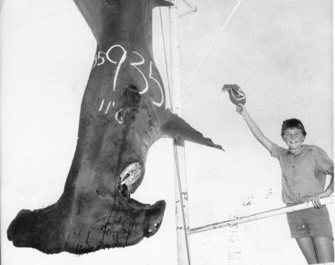 Hooked: A hammerhead shark caught off Swansea in the 1970s. Picture: David Wicks
