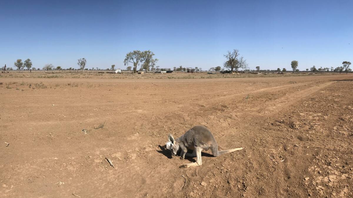 NOTHING HERE: A kangaroo looking for food on farm land at drought-stricken Lightning Ridge. Picture: Rural Aid
